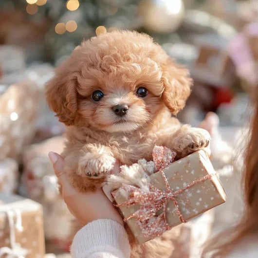 NICOO – My Playful Robot Pup🌈 🐶🐶 - AxenBox