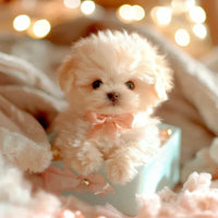 NICOO – My Playful Robot Pup🌈 🐶🐶 - AxenBox