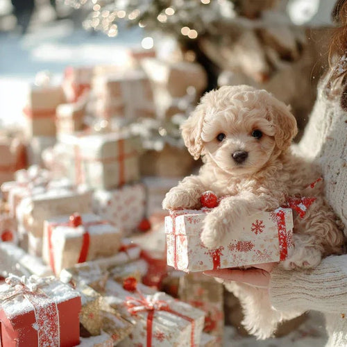 NICOO – 私の遊び好きなロボット子犬🌈 🐶🐶